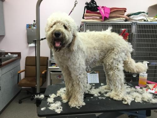 Before - Fluffy